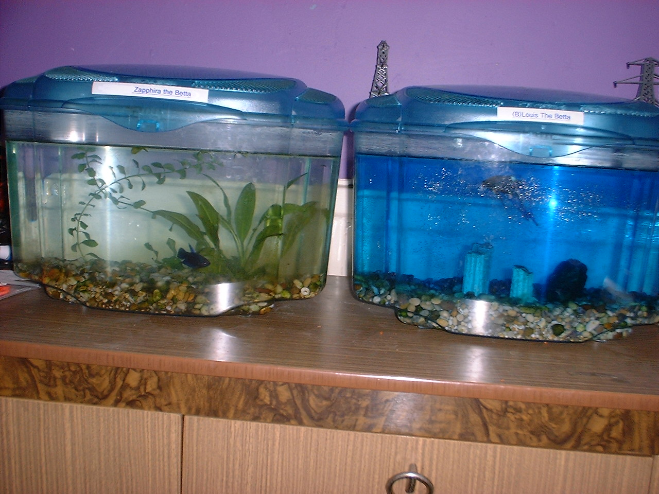 Index Of fish blue