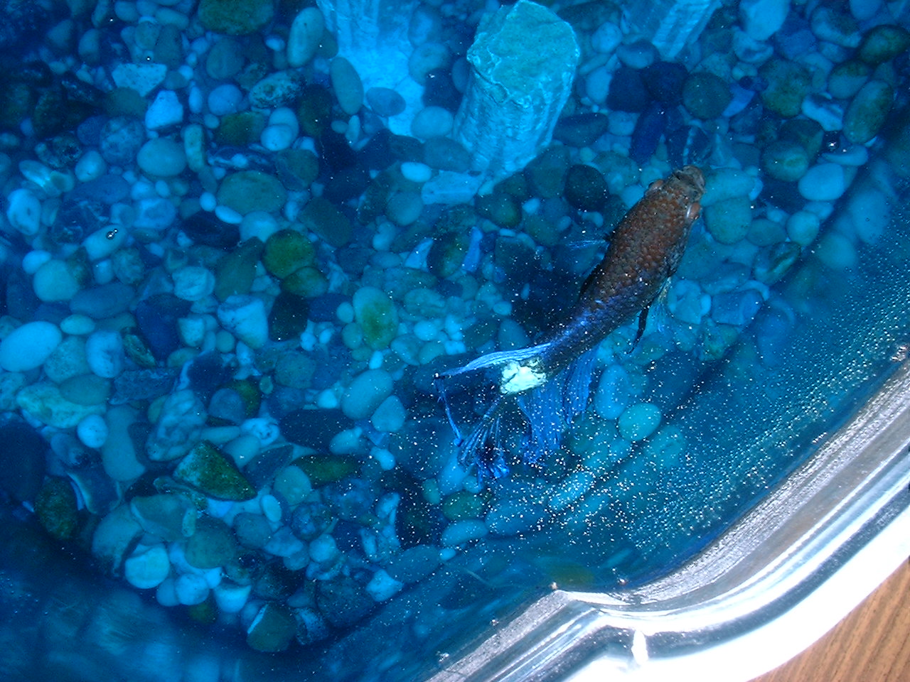 index-of-fish-blue
