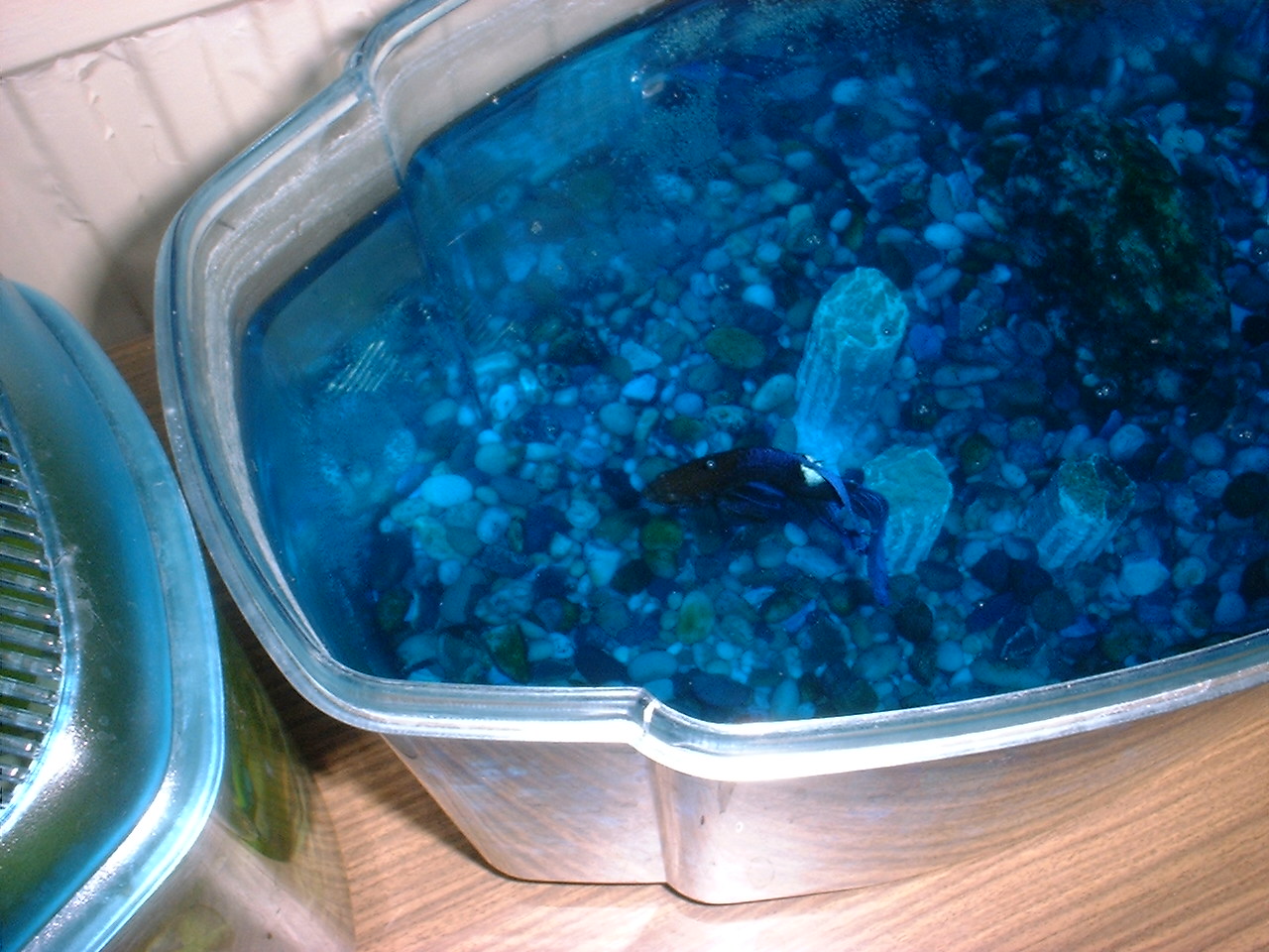 Index of /fish/blue