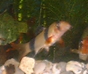 Clown Loach