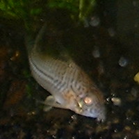 Corydoras Trilineatus