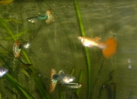 Guppies