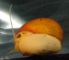 Apple snail