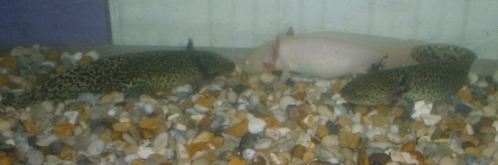 Three axolotls