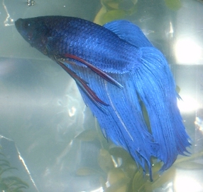 [B]Louis: Royal blue crowntail betta splendens