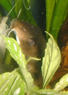 Clown Synodontis