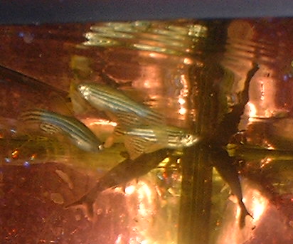 Zebra Longfin Danios