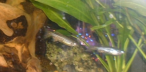 Zebra Longfin Danios