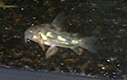 Corydoras Catfish