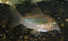 Corydoras Catfish