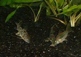 Corydoras Catfish