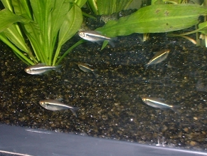 Black Neon Tetra