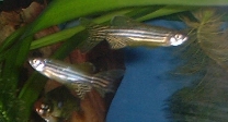 Zebra Longfin Danios