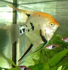 Angel fish