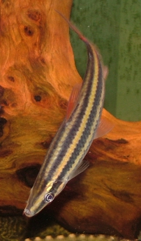 Anostomus