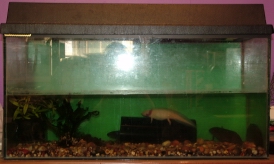 The axolotl tank