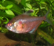 Bleeding Heart Tetra