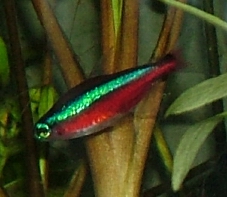 Cardinal Tetra