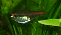 Glolight Tetra