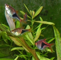 Harlequin Rasbora