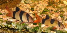 Clown Loach