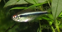 Black Neon Tetra