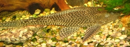 Algernon the Plecostomus