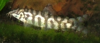 Yoyo Loach