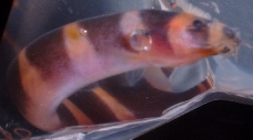 Kuhlii Loach