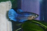 Zapphira: Blue female betta splendens