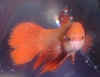 Ruby II: Red female betta splendens