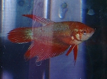 Ruby: Red female betta splendens