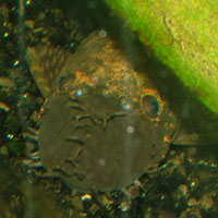 Bristlenose Ancistrus