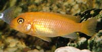 Pseudotropheus Estherae