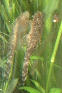 Ancistrus Catfish