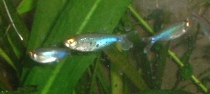 Blue tetras