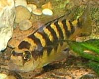 Hornet cichlid