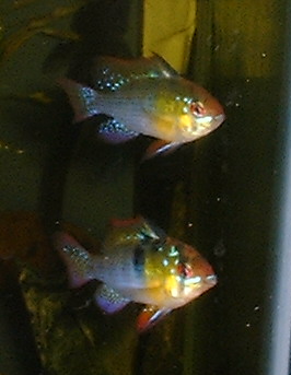 Male blue rams