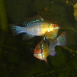 Male blue rams