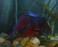 Rubens: Red veiltail betta splendens