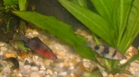 Black Ruby Barb