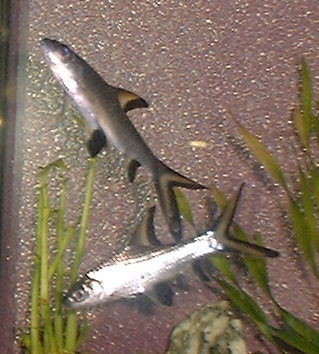 Two Silver Sharks