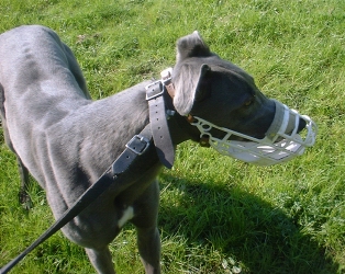 Cray muzzled