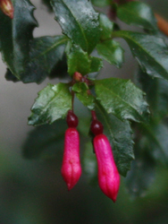 Fuchsia Hemsleyana 1