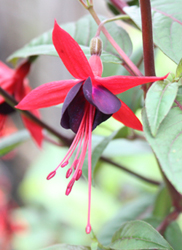 Fuchsia Lady Boothby 1