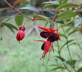 Fuchsia Lady Boothby 2