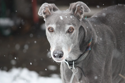 Cray in the snow
