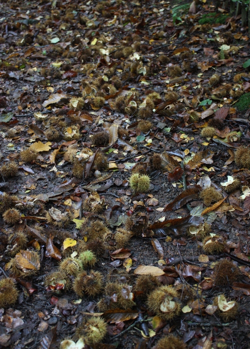 Beech path