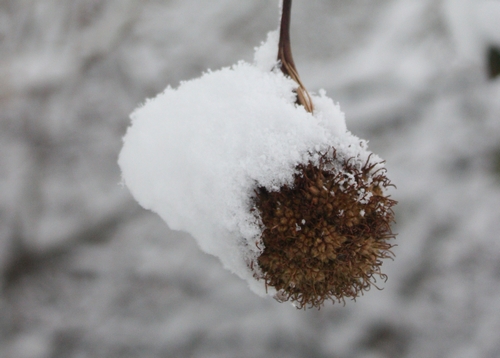 Snowball