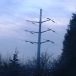 Cambridge, UK: Electricity poles in the Science Park [Picture by Flash Wilson]